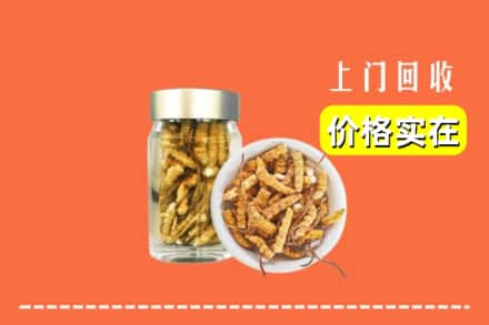 莆田市荔城回收散虫草